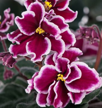 Beautiful violet flower clipart