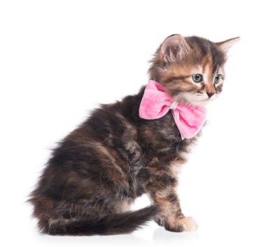 Şirin tüylü yavru kedi 