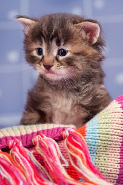 Üzgün şirin yavru kedi