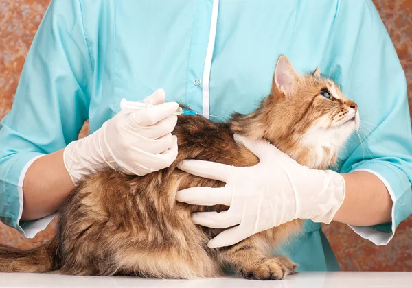 Adult siberian cat — Stock Photo, Image