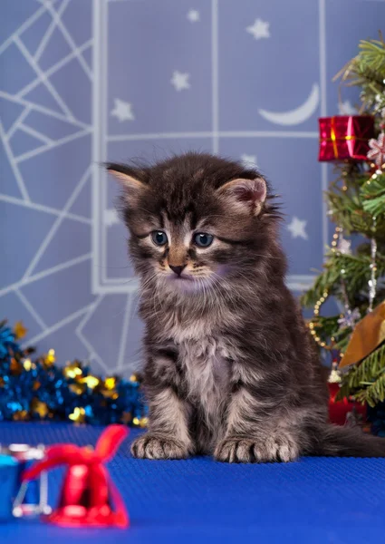 Söt fluffigt kattunge — Stockfoto