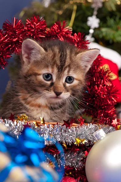 Niedliches, flauschiges Kätzchen — Stockfoto