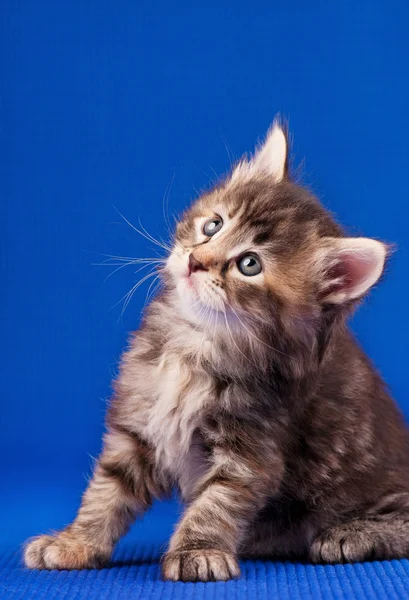 Kleines flauschiges Kätzchen — Stockfoto