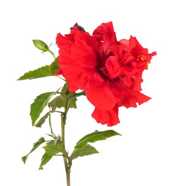 Parlak kırmızı ebegümeci 