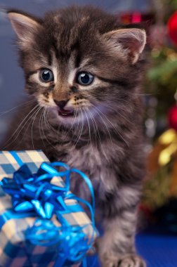 Şirin tüylü yavru kedi