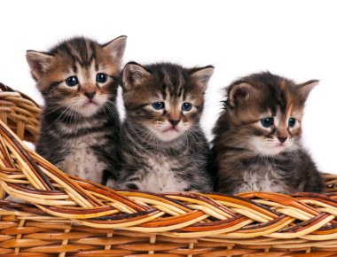 Şirin Sibirya yavru kedi