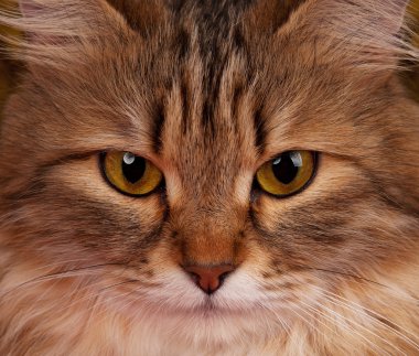 Sibirya yetişkin kedi