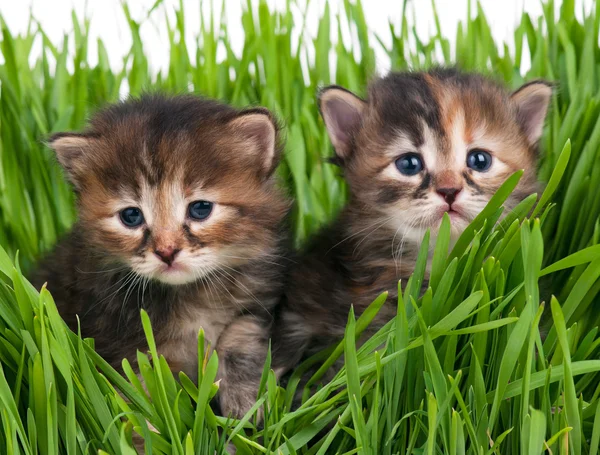Słodkie małe kociaki — Zdjęcie stockowe