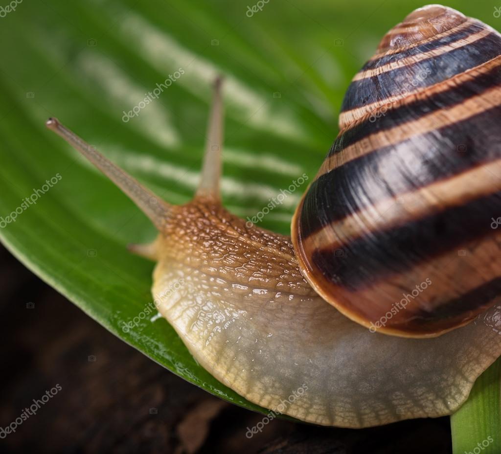 Helle süße Schnecke - Stockfotografie: lizenzfreie Fotos