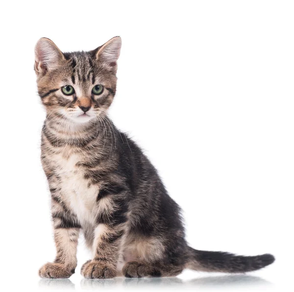 Cute little kitten — Stock Photo, Image