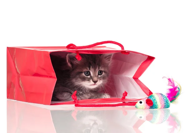 Cute little kitten — Stock Photo, Image