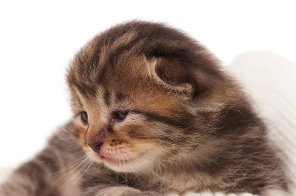 Şirin newborn yavru kedi — Stok fotoğraf