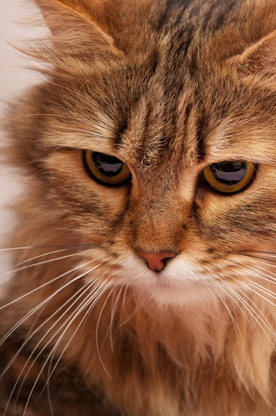 Сибирская кошка — стоковое фото