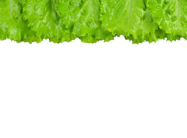 Groene sla bladeren — Stockfoto