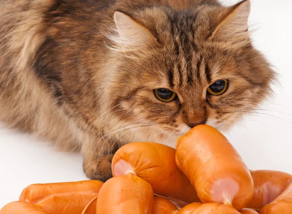 Hungry siberian cat — Stock Photo, Image