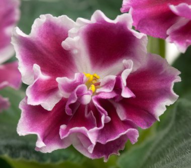 Claret violet flower clipart