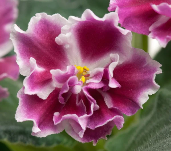 Claret violet bloem — Stockfoto
