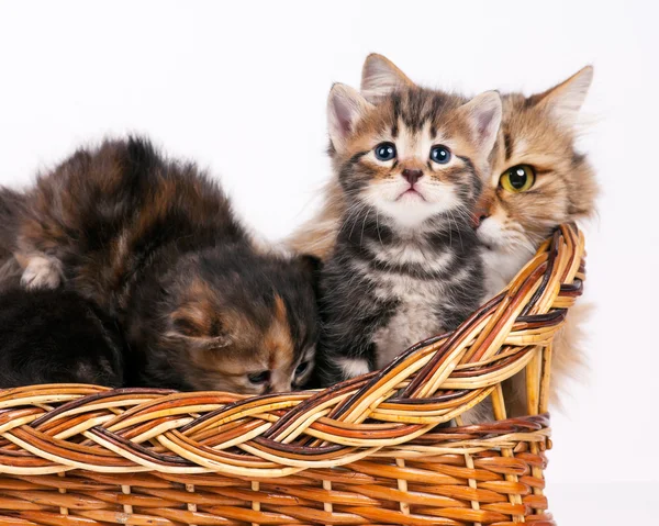 Lovely siberian cat — Stock Photo, Image