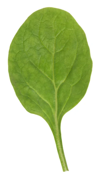 Green spinach leaf — Stock Photo, Image