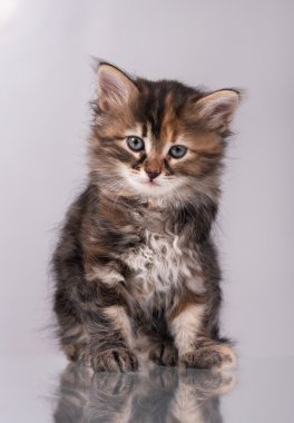 Meraklı Sibirya yavru kedi