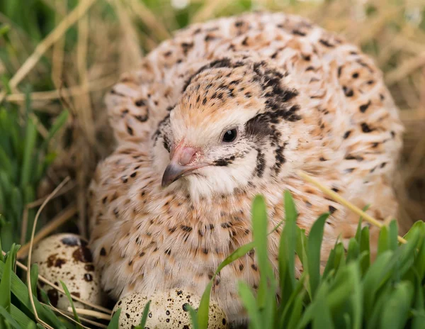 Cute adult quail — Stock Photo, Image