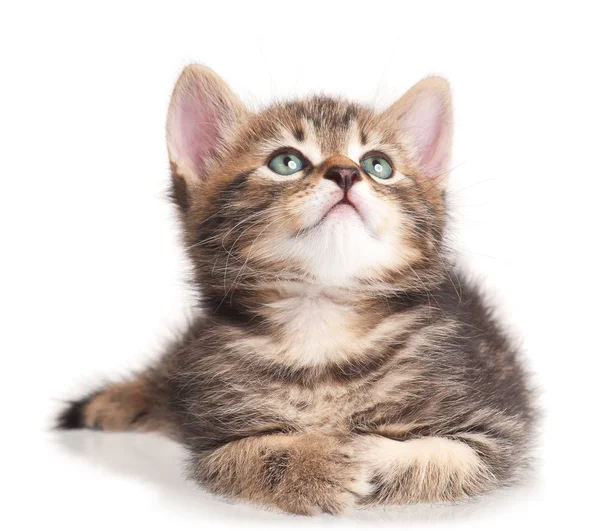 Ciddi şirin yavru kedi — Stok fotoğraf
