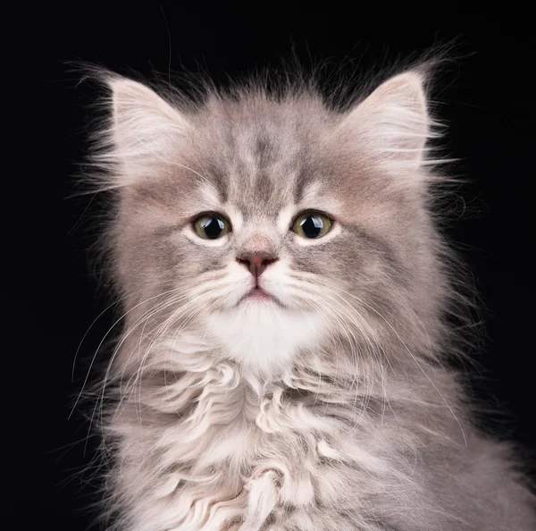 Söt fluffigt kattunge — Stockfoto
