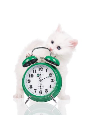 Şirin tüylü yavru kedi 