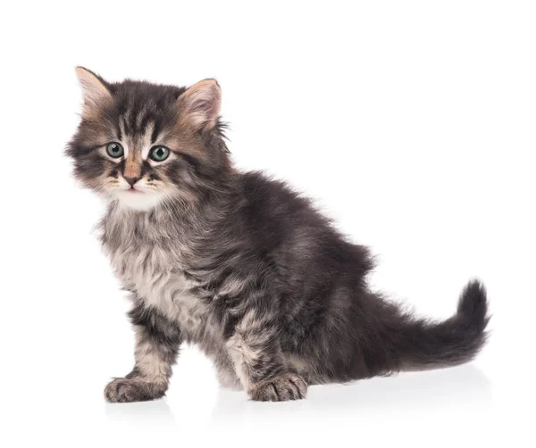 Cute siberian kitten — Stock Photo, Image