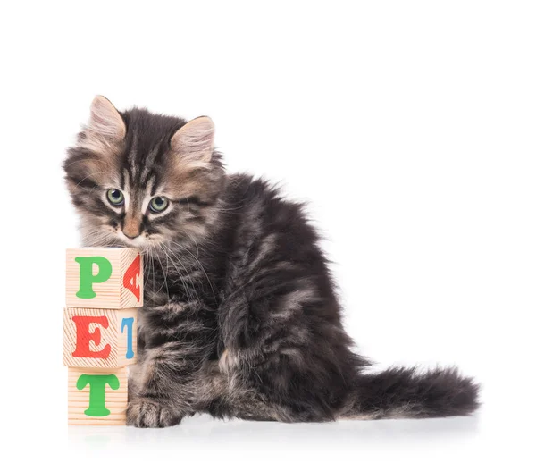 Cute siberian kitten — Stock Photo, Image