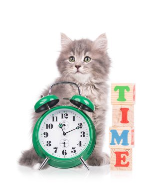 Şirin tüylü yavru kedi