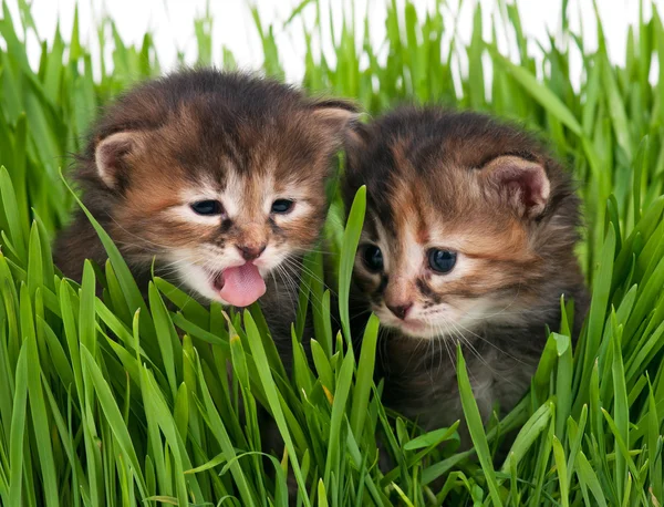 Cute little kittens — Stock Photo, Image