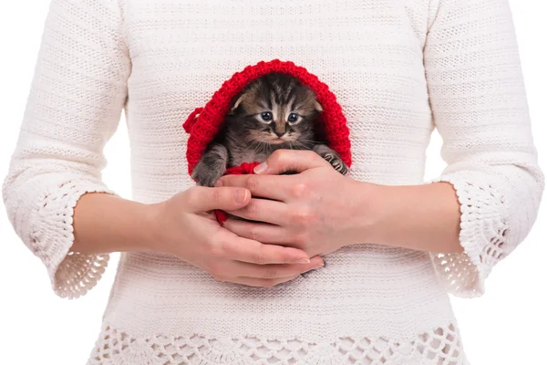 Gatinho siberiano bonito — Fotografia de Stock