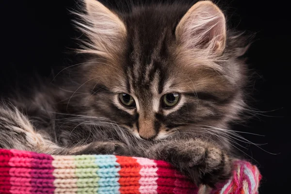 Симпатичный сибирский котенок — стоковое фото