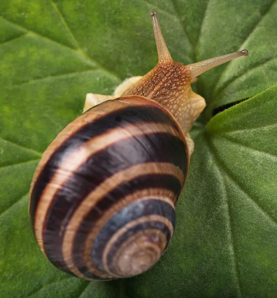 Parlak sevimli salyangoz — Stok fotoğraf