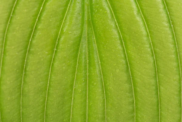 Hellgrünes Blatt — Stockfoto