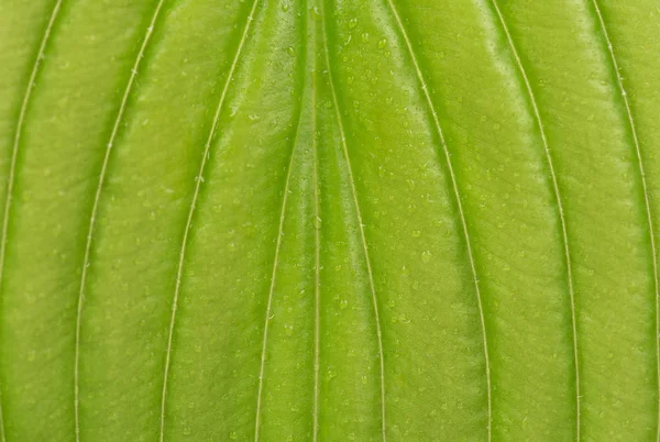 Bright green leaf — Stock Photo, Image