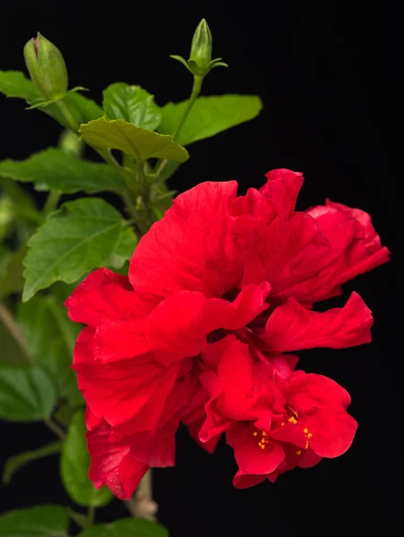 Bright red hibiscus — Stock Photo, Image