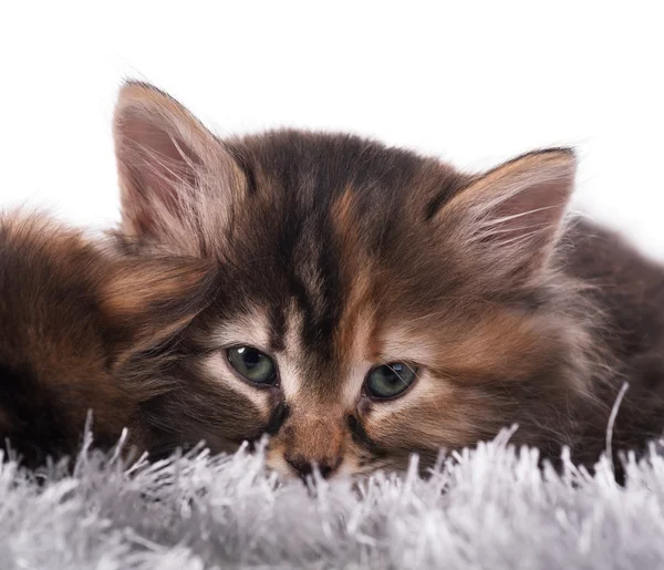 Lindo gatito siberiano —  Fotos de Stock