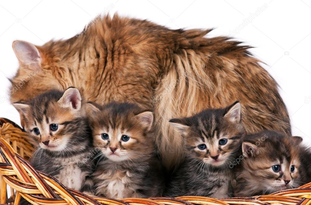 Cute siberian kittens