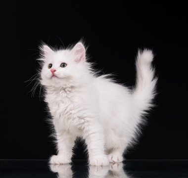 Şirin tüylü yavru kedi