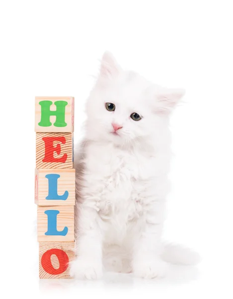 かわいいふわふわ子猫 — ストック写真