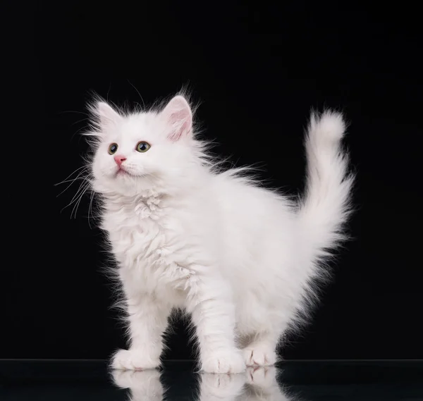 Söt fluffigt kattunge — Stockfoto