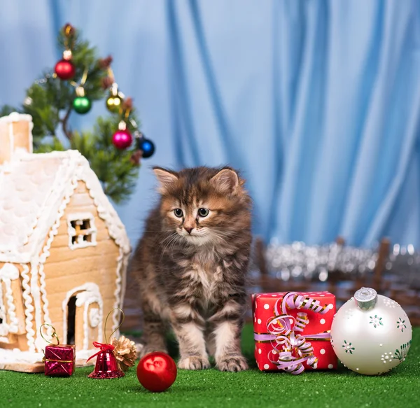 Cute little kitten — Stock Photo, Image