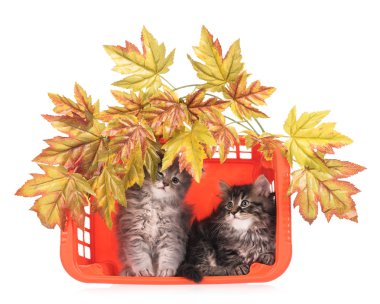 Şirin tüylü yavru kedi