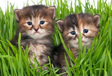 sevimli küçük kedi yavrusu