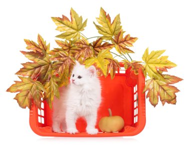 Şirin tüylü yavru kedi