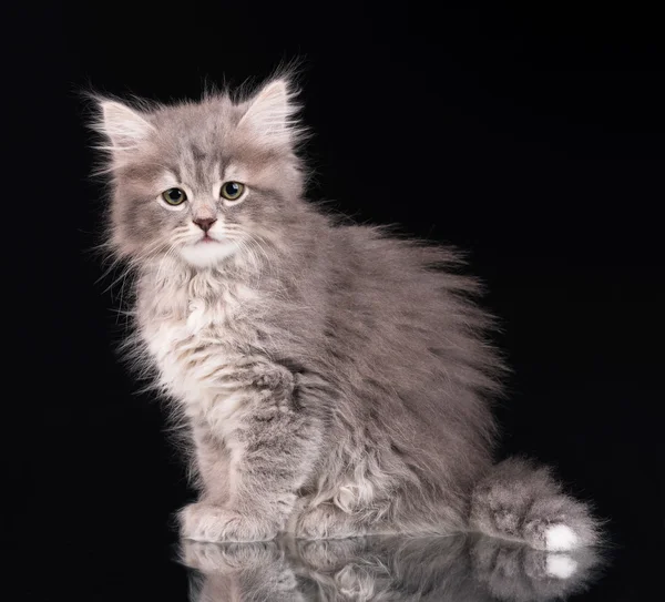 น่ารัก ลูกแมวปุย — ภาพถ่ายสต็อก