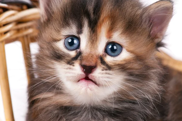 Gatinho fofo bonito — Fotografia de Stock