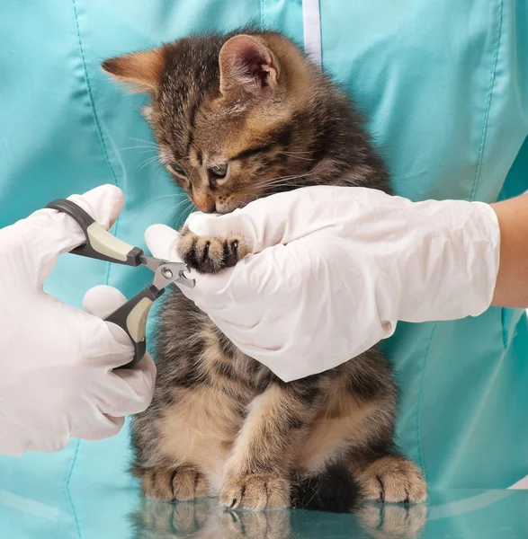 Gatinho bonito — Fotografia de Stock